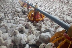 افزایش قیمت تمام شده تولید مرغ به ١۴ هزار و ۵٠٠ تومان