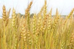 افزایش ۱۳ درصد خرید گندم در استان مرکزی