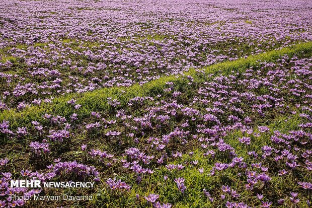 افزایش ۳۰ درصدی برداشت زعفران در آذربایجان‌شرقی
