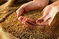 تمهیدات لازم برای تأمین گندم بذری در خوزستان پیش‌بینی شده است