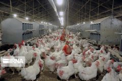 تورم ۳۹.۸ درصدی تولید مرغ در تابستان ۹۹