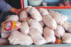 توزیع روزانه ۹۵۰ تن گوشت مرغ منجمد و گرم
