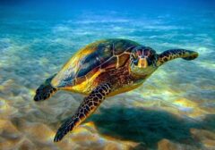 حیات‌وحش دریایی کشور در خطر انقراض