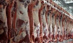 رشد ۵۵ درصدی تولید گوشت قرمز
