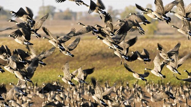 شناسایی بیماری آنفلوانزای فوق حاد پرندگان در منطقه میقان
