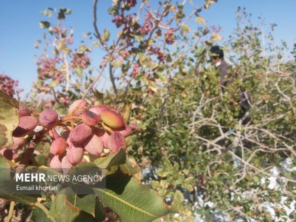 عده‌ای خواستار خشکاندن باغات پسته رفسنجان شده‌اند!