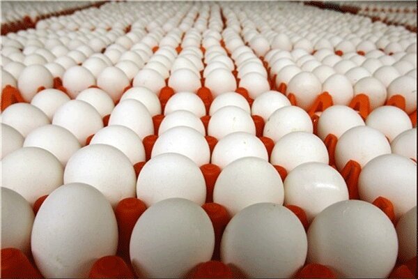 عوارض ۳۵۰۰ تومانی برای صادرات تخم‌مرغ تمدید شد