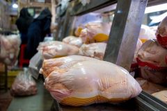 مرغ در بازار استان سمنان سردرگم است/فشار به مرغدار یا تشدید نظارت