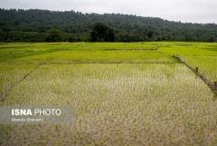 نابودی ۵۰ درصد منابع آب زیرزمینی گلستان با افزایش بی‌رویه کشت برنج