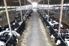 هزینه تولید گوساله کیلویی ۴۴ هزار تومان/فروش کیلویی ۳۸ هزار تومان