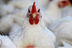 واکنش مرغداران به ممنوعیت صادرات/صادرات نداشتیم که متوقف شود!
