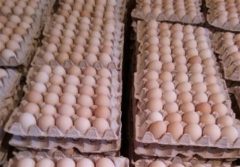 وضع عوارض جدید صادرات تخم مرغ/ نوش دارو بعد از بحران گرانی + بخشنامه