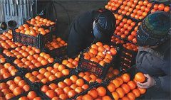 پرتقال، رکورد دار کاهش قیمت ها در مهرماه