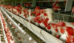پرکشیدن قیمت مرغ و مساله چندوجهی تولید تا بازار در استان سمنان