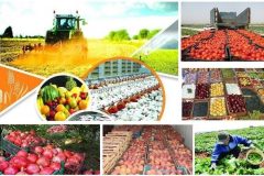 پیش بینی۲۴۸۰ میلیاردتومان یارانه تولید و خرید محصولات کشاورزی