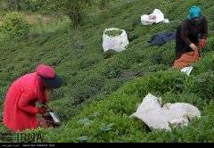 گردش مالی صنعت چای ایران ۲ تا ۳ هزار میلیارد تومان است