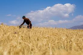 قیمت گندم تحمیلی است نه تضمینی/ مجلسی‌ها بدانند کشاورزان از آنها حمایت نمی‌کنند/ دولت می‌خواهد یارانه نان را از جیب کشاورزان پرداخت کند
