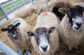 قیمت گوسفند زنده به هر کیلو ۷۰ تا ۷۵ هزار تومان رسید