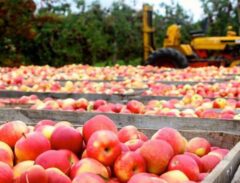 ارزآوری ۷۶۴ میلیون دلاری صادرات سیب درختی در ۹ ماهه سال جاری