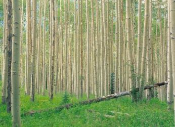 پیش بینی ۱۰۰ هزار هکتار زراعت چوب طی ۶ سال در ناحیه رویشی زاگرس