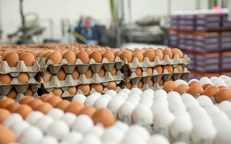 تجارت گردان | عرضه تخم مرغ با نرخ مصوب در فروشگاه‌های زنجیره‌ای از هفته آینده/ هر شانه ۳۰تایی شیرینگ‌پک شده ۱۹ هزارتومان