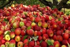 دپوی ۶۰۰ هزار تن سیب در سردخانه‌ها/ افزایش ۵ برابری تعرفه ورود محموله به افغانستان/ کشتی‌ کافی برای صادرات سیب از بندرعباس نداریم