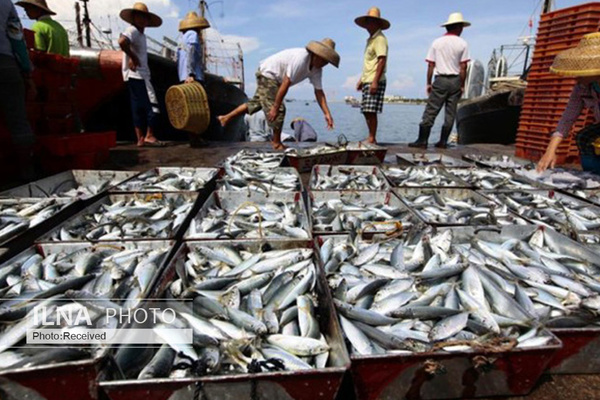 صید فانوس ماهیان در آب‌های عمان ۳۳ درصد افزایش یافت