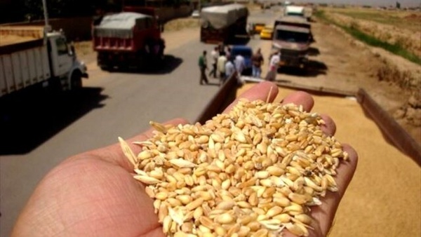خریدتضمینی ۱۰.۵ میلیون تن گندم از کشاورزان/ تولید ۱۰۰ درصدی بذر گندم در کشور