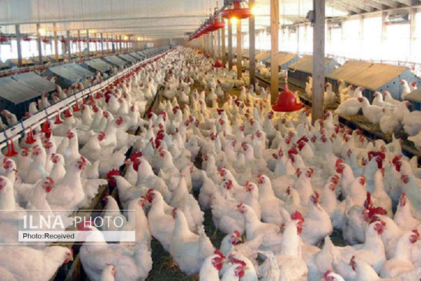 قیمت مرغ در دست انداز/ در یلدا افزایش قیمت نخواهیم داشت