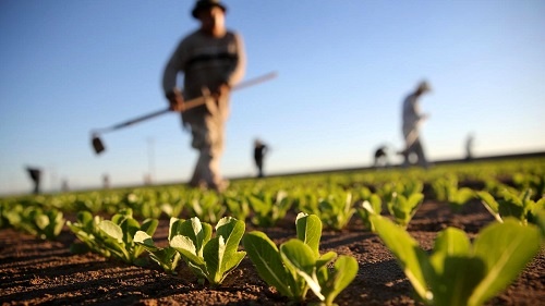 ازرآوری صادرات محصولات کشاورزی چندین برابر خروج ارز برای تامین نهاده‌ها است