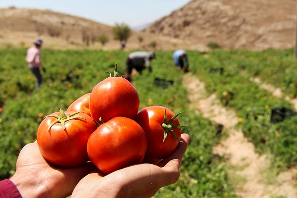 تجارت گردان | مطالبات گوجه کاران صد در صد تسویه شد